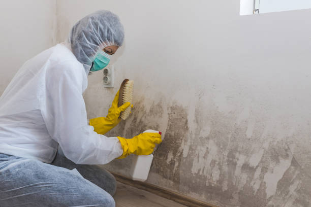 Best Attic Mold Remediation in Darien, GA