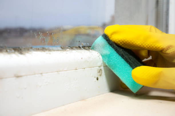 Trusted Darien, GA Mold Remediation Experts
