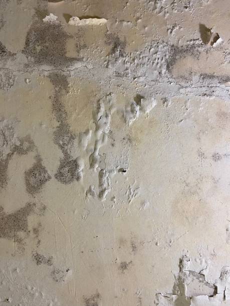 Best Mold Remediation for Schools in Darien, GA