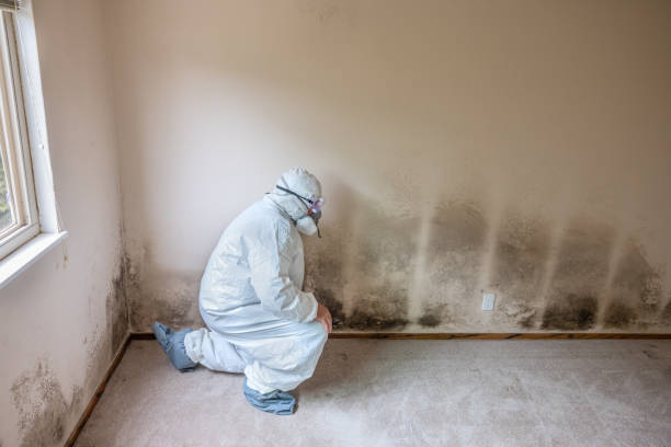 Best Commercial Mold Remediation in Darien, GA