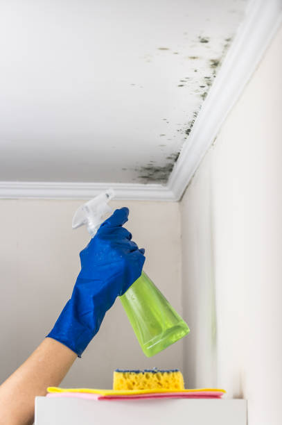 Best Residential Mold Remediation in Darien, GA